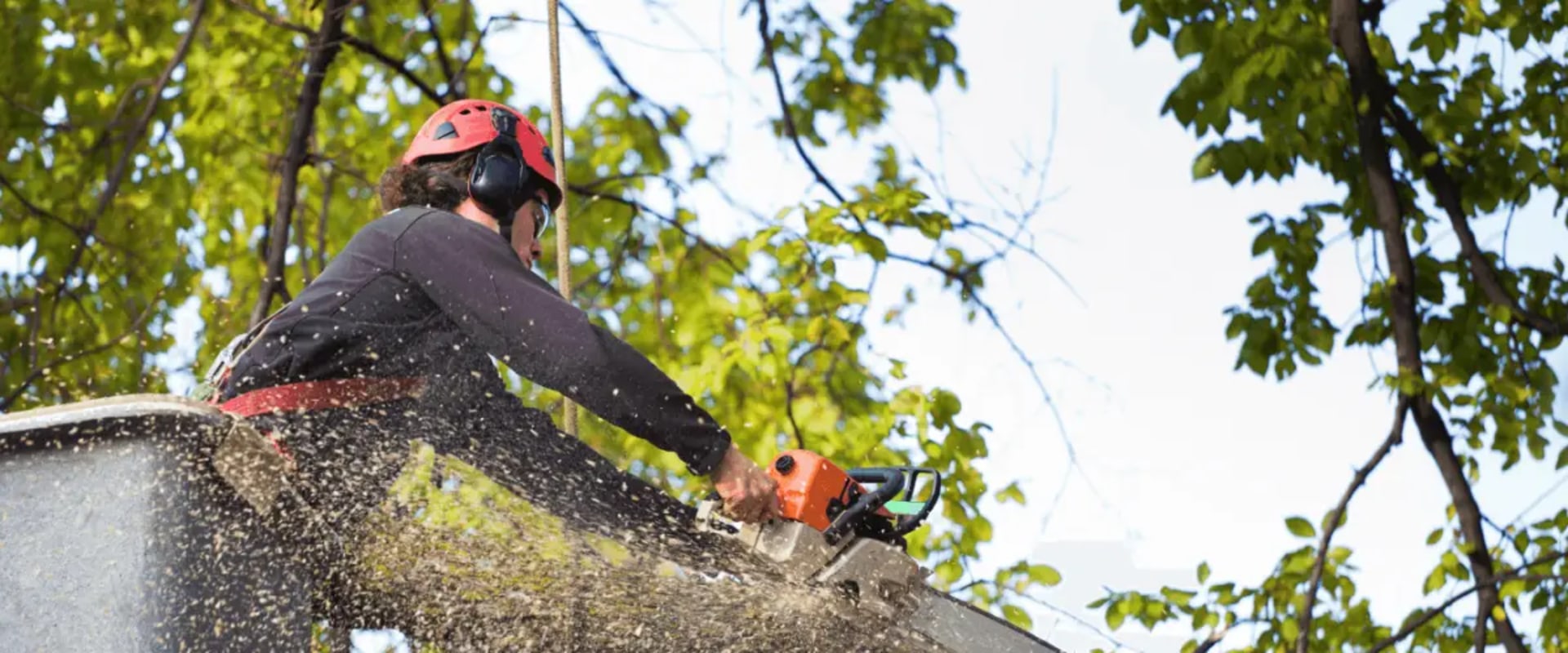 Expert Tree Care and Trimming in Warminster, PA