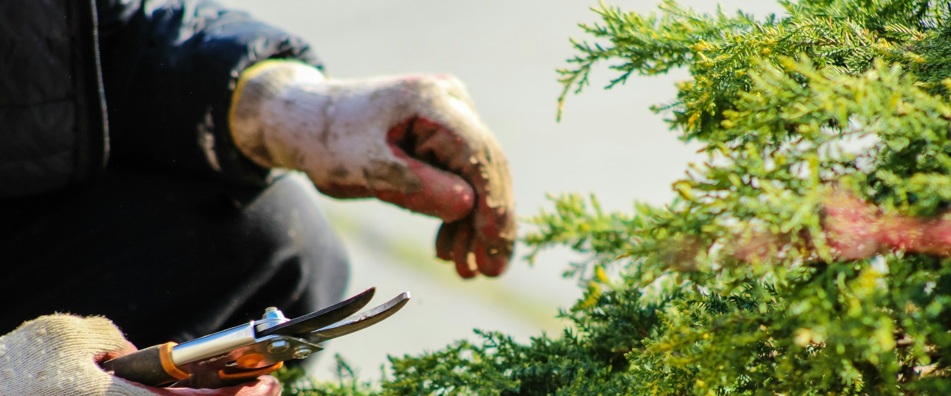 Arbor Care Excellence: Discovering The Best Tree Care Service In Land O' Lakes, FL