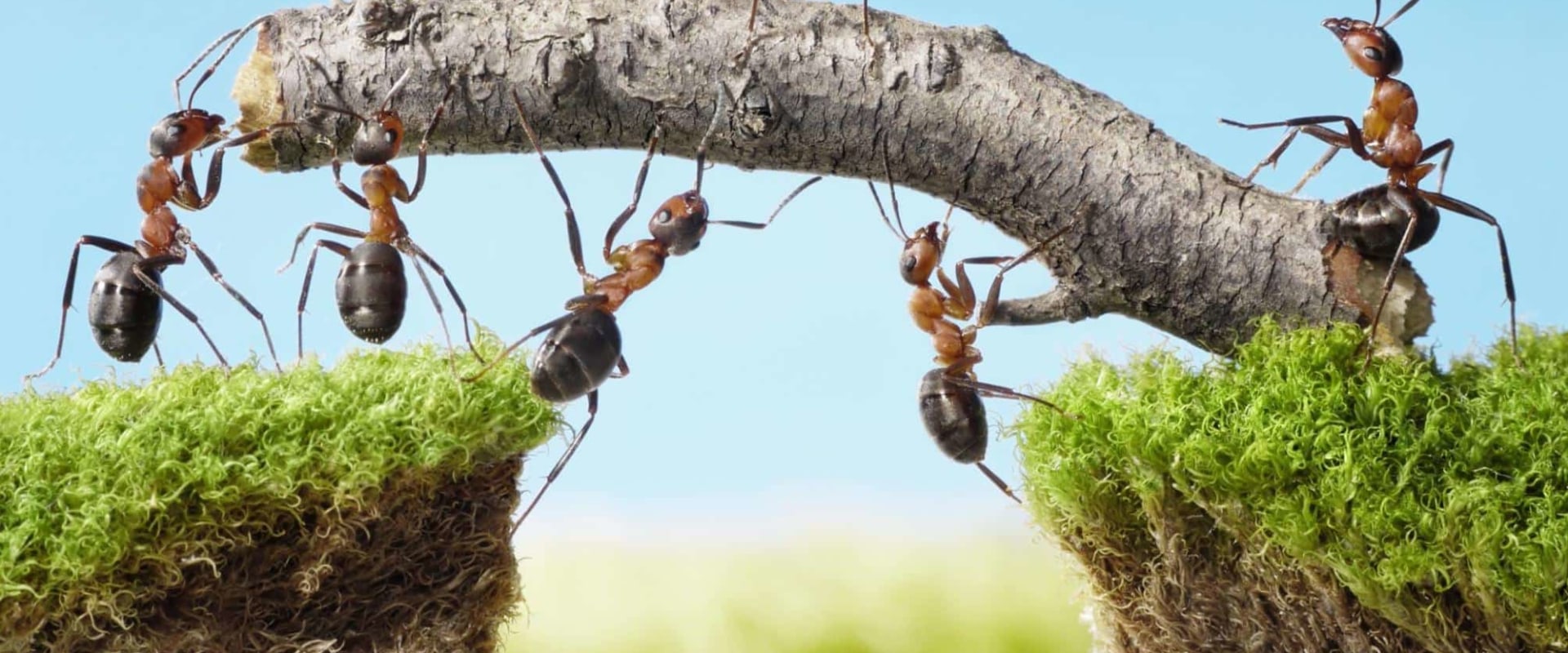 Top Signs You Need Pest Treatment For Better Tree Care In Orlando, Florida