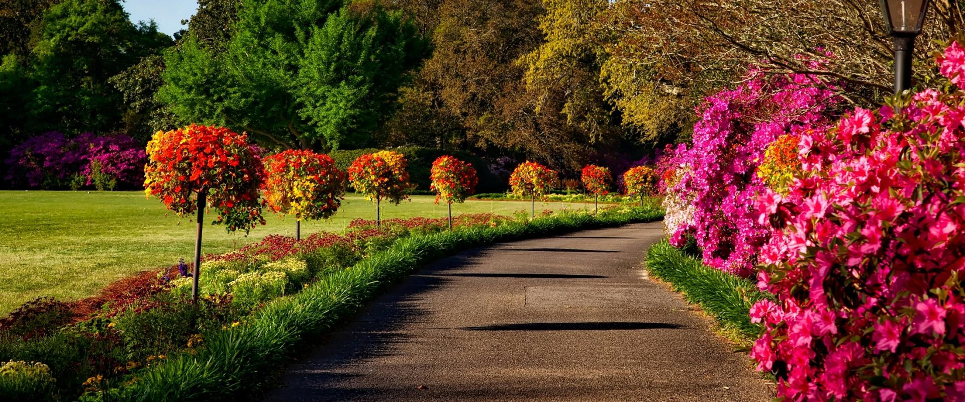 Creating A Lush Portland Oasis: The Role Of Professional Landscapers In Tree Care