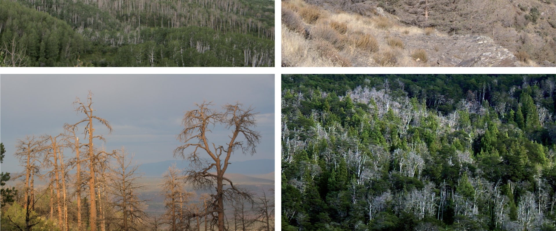 How Weather and Climate Affect Tree Health