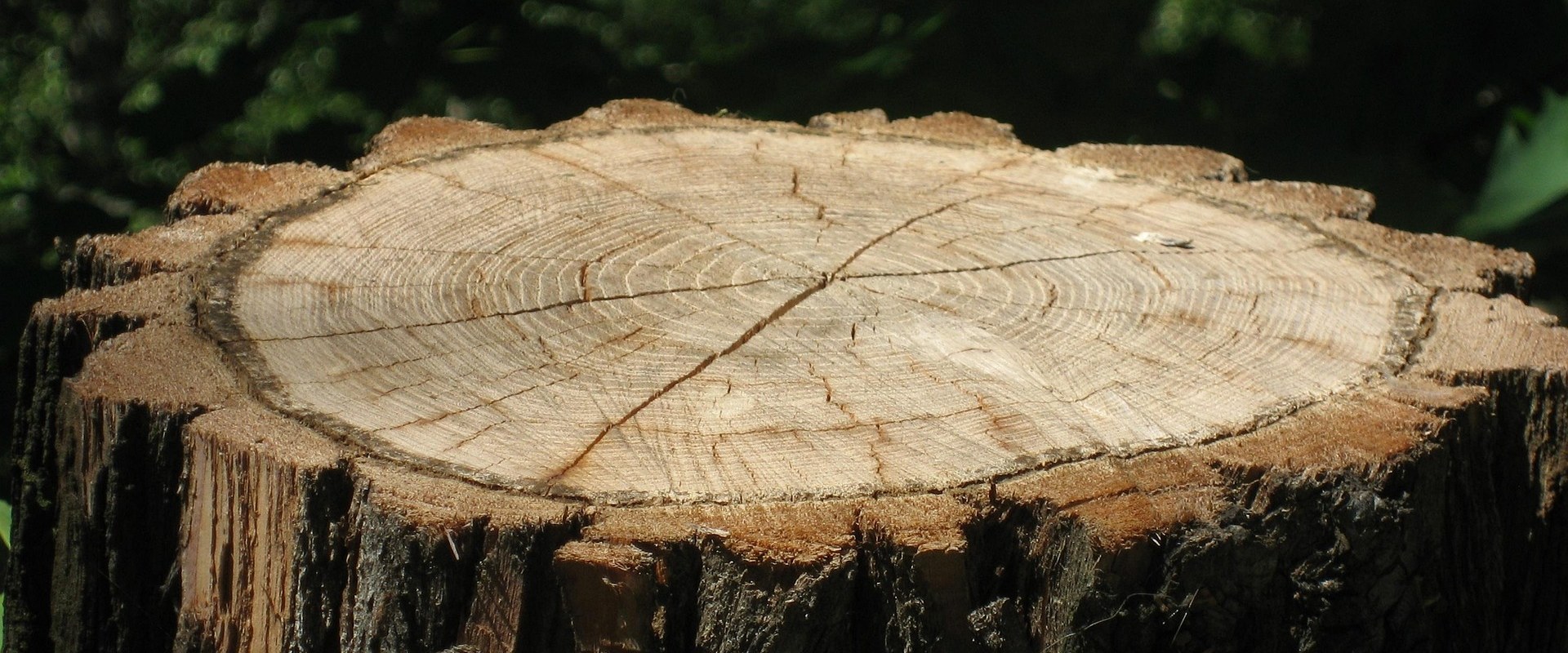 Professional Tree Care and Stump Removal in Nokesville