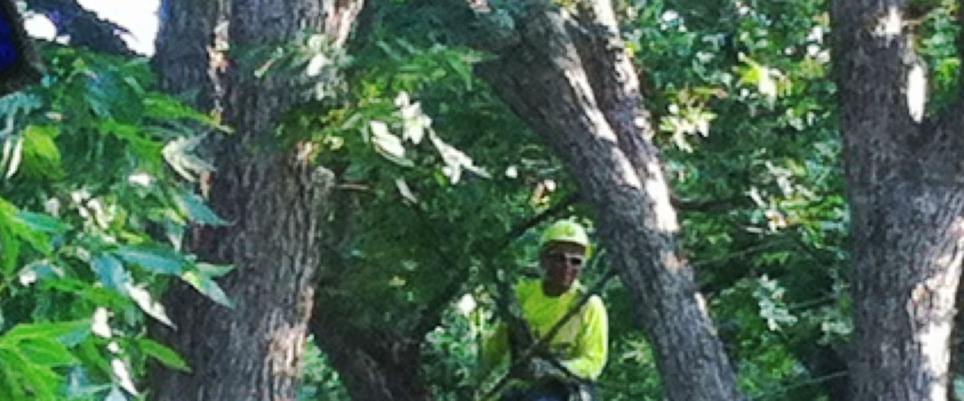 Clackamas Tree Care 101: A Homeowner's Guide To Healthy Trees And Landscaping Services