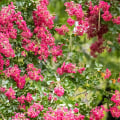 What is the most low maintenance tree?