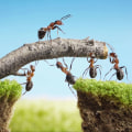 Top Signs You Need Pest Treatment For Better Tree Care In Orlando, Florida