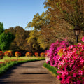 Creating A Lush Portland Oasis: The Role Of Professional Landscapers In Tree Care