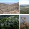 How Weather and Climate Affect Tree Health
