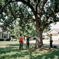 Tree Care and the Importance of Seasonal Maintenance