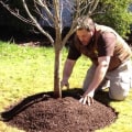 Should newly planted trees be watered in winter?