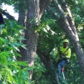 Clackamas Tree Care 101: A Homeowner's Guide To Healthy Trees And Landscaping Services