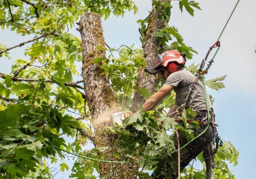 What do you call tree trimming?