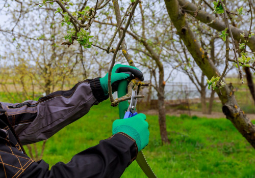 Expert Tree Trimming Services in Maysville, WV