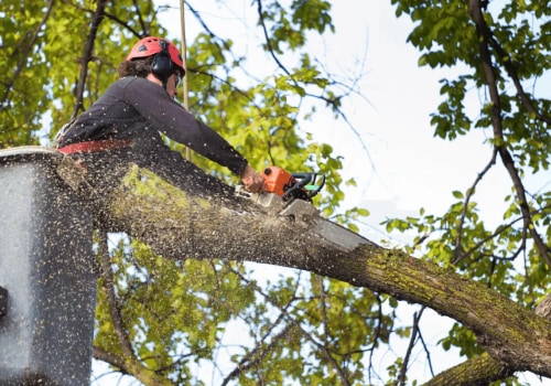Expert Tree Care and Trimming in Warminster, PA