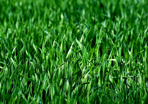 Expert Tree and Lawn Care Services in Toledo