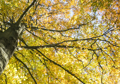 What are things that trees do?