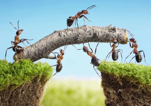 Top Signs You Need Pest Treatment For Better Tree Care In Orlando, Florida