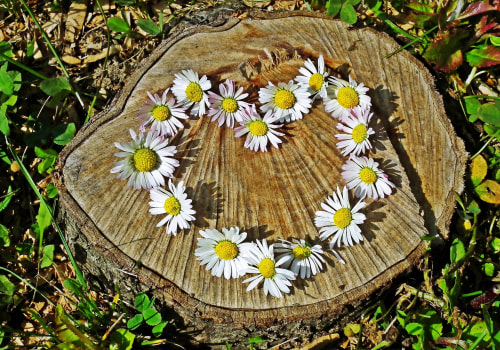 Enhance Your Landscape with Expert Stump Grinding Services