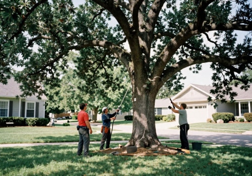 Tree Care and the Importance of Seasonal Maintenance