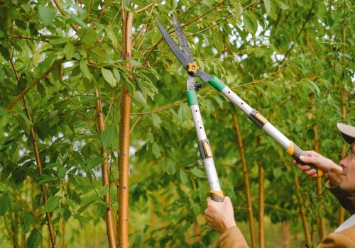 Essential Tree Care Tips For Hendersonville Homeowners: Keeping Your Trees Healthy Year-Round