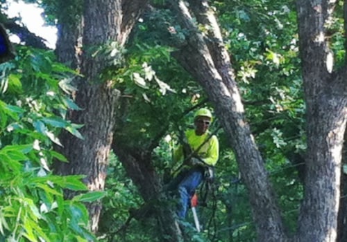 Clackamas Tree Care 101: A Homeowner's Guide To Healthy Trees And Landscaping Services
